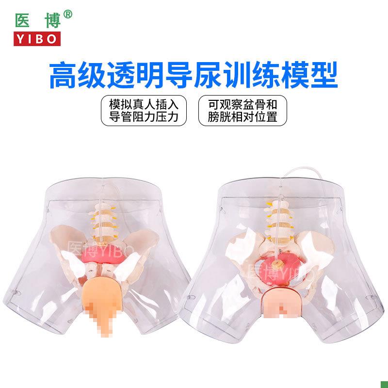 医博BIX-H4D高级透明女性导尿模型导尿插管训练K假人女性护理训练
