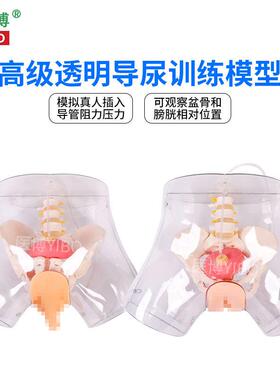 医博BIX-H4D高级透明女性导尿模型导尿插管训练K假人女性护理训练