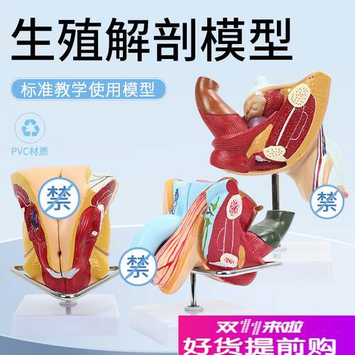 男女生殖系统模型医院用泌尿系统E教学模型矢状人体器官解剖模型