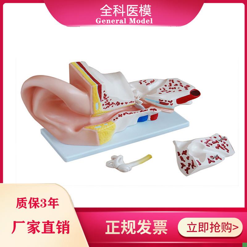 大耳解剖模型内外人耳朵结构造听觉系统I教具耳鼻喉科展示教学模
