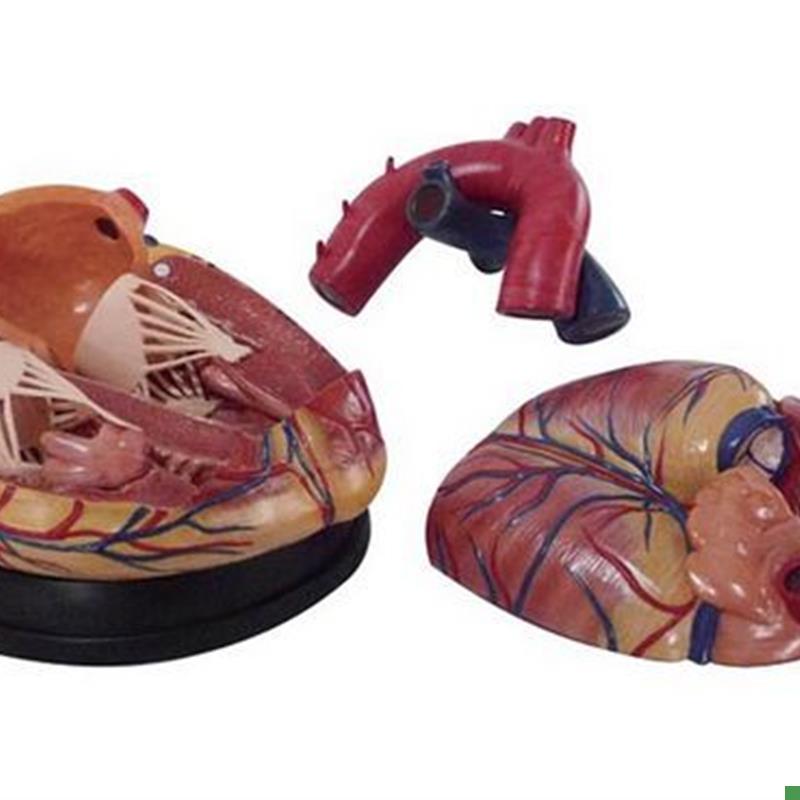 新型大心脏模型心脏解剖放大模型人体内O脏模型医用教学模具