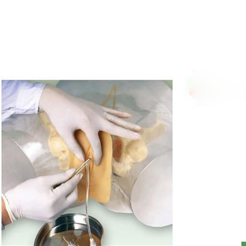 透明女性导尿模型导Y尿器官模具