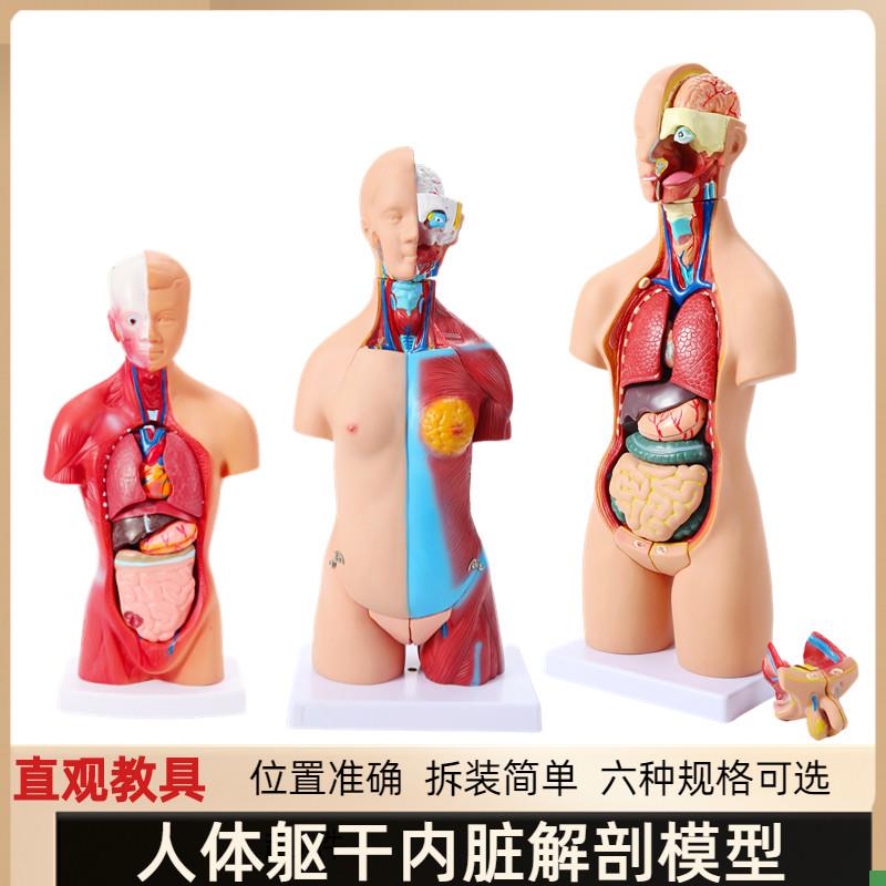 人体躯干拆卸拼装人体模型结v构骨骼器官内脏医学解剖早教儿童玩