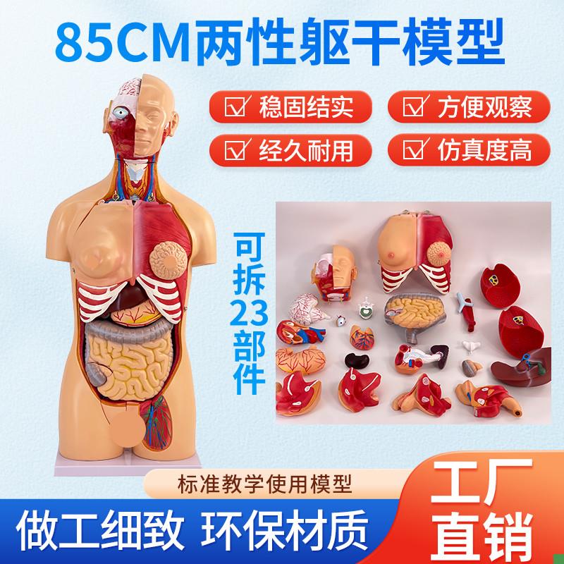 85CM两性躯干可拆23件人体器官结D构组织解剖内脏器官结构分布结