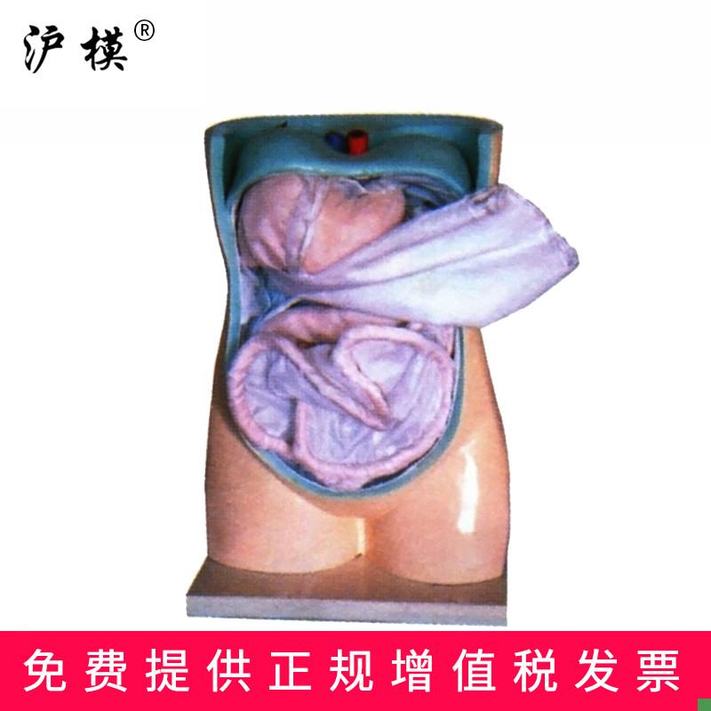 沪模HM/10j94腹膜与内脏模型人体解剖教学直观教具