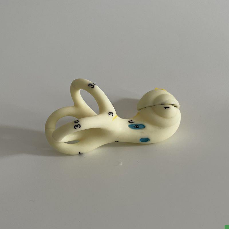 瑞泰教具c内耳迷路模型耳蜗前庭半规管人体耳朵耳鼻喉五官科教学