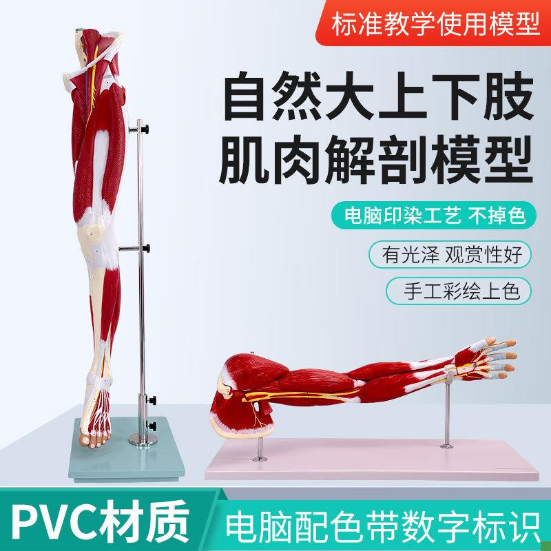 自然大上下肢肌肉附血管神经解剖模型人体手臂肌肉构.造运动系统