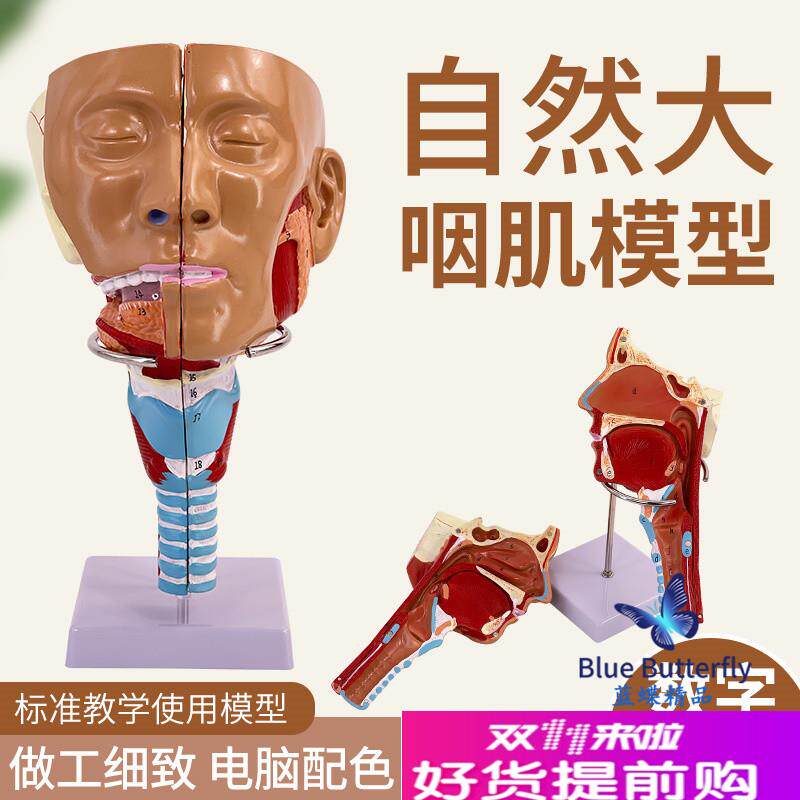 医学鼻咽喉气管i咽肌解剖模型环咽肌吞咽障碍康复鼻窦教学演示