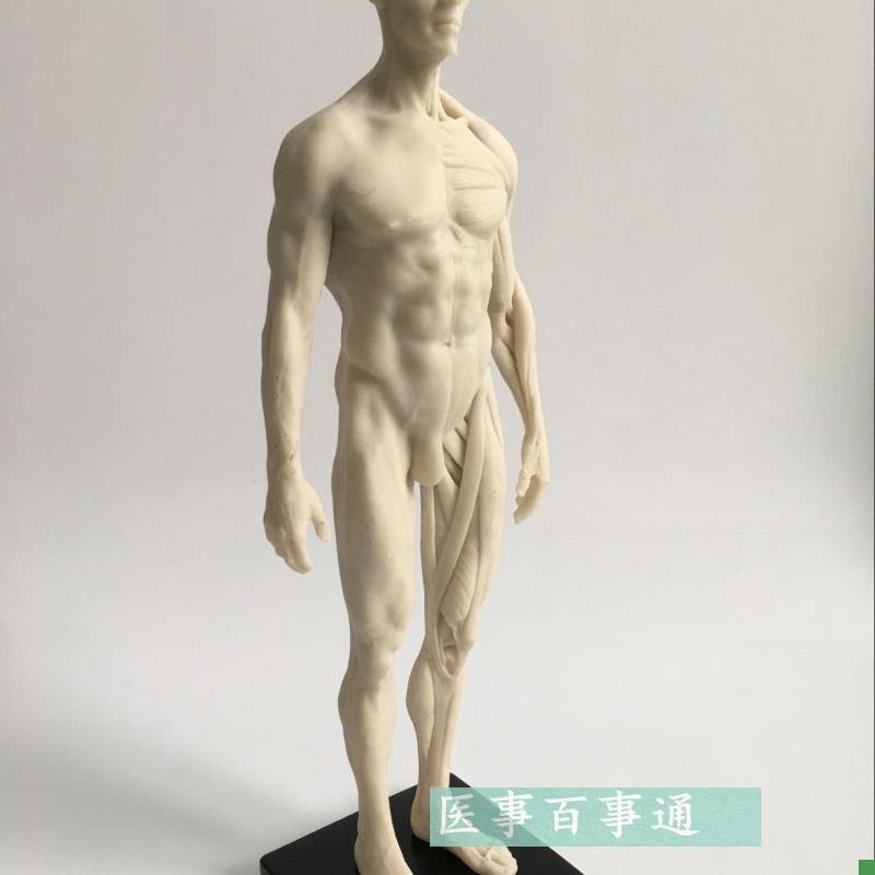 30cm医学绘画j参考头骨模型半身像艺用人体肌肉骨骼解剖结构白胚