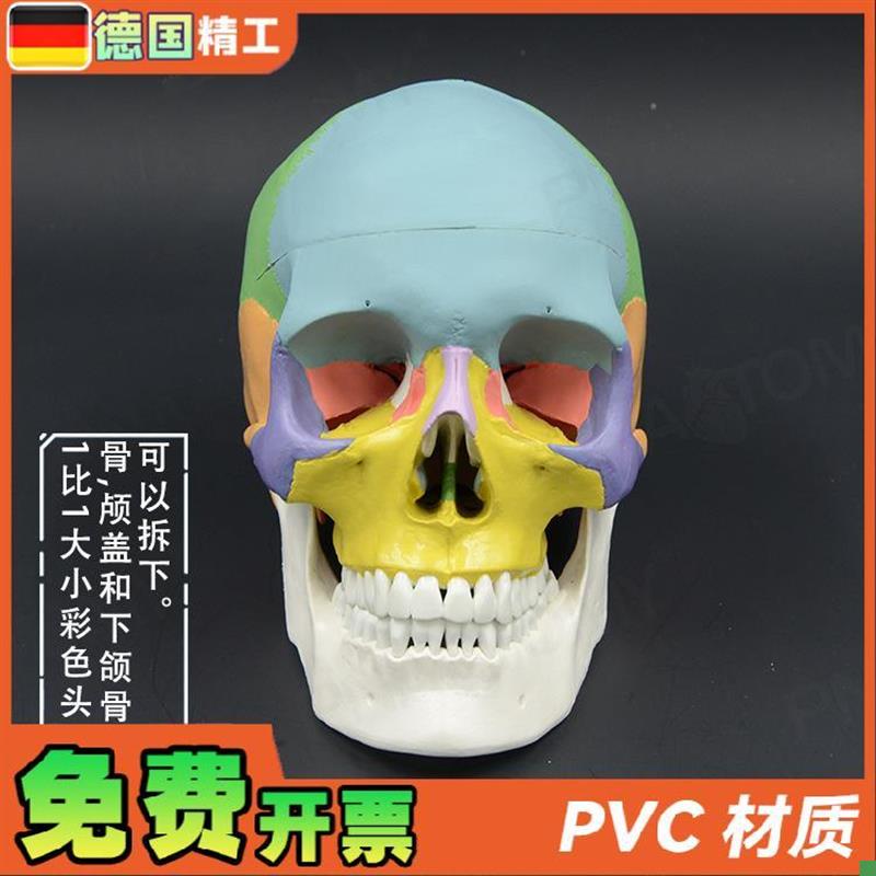 彩色头颅骨模型1比1可q拆口腔美容整形头骨解剖模型牙科展示骷髅