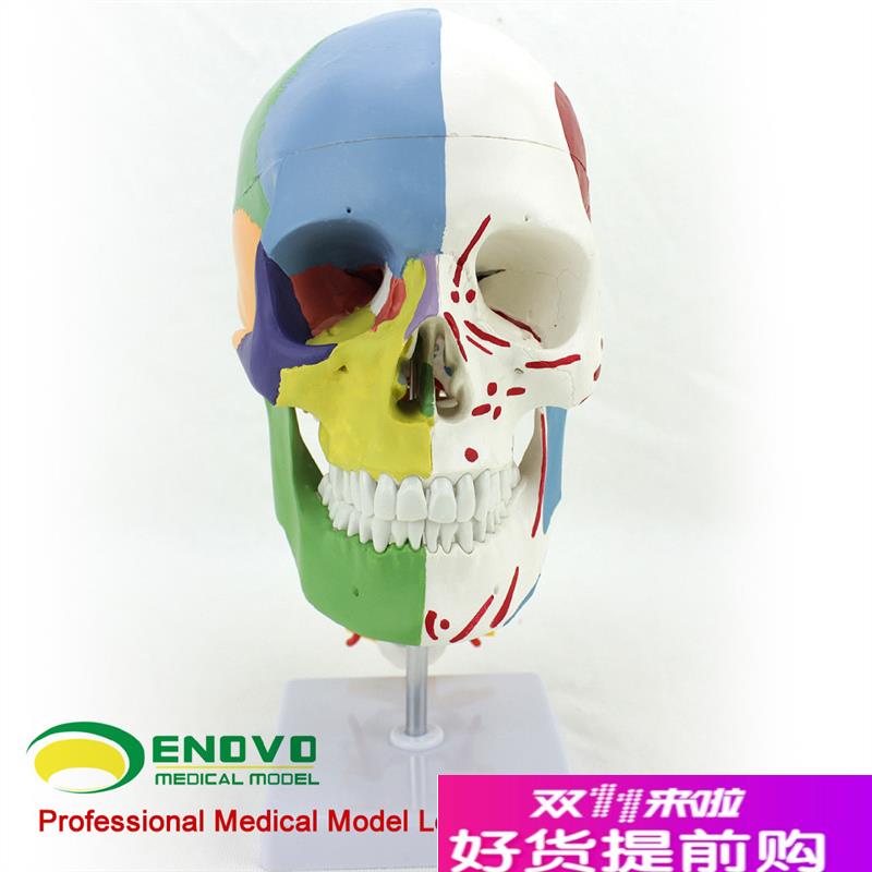 ENOVO颐诺医用n人体头骨颅骨模型头骨分区肌肉模型神经骨科教学