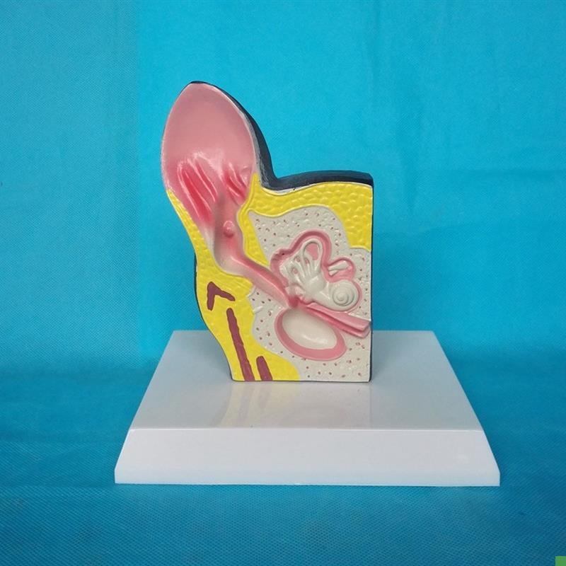 包邮狗耳朵解剖模型狗模型动物解剖Q模型兽医教学模型