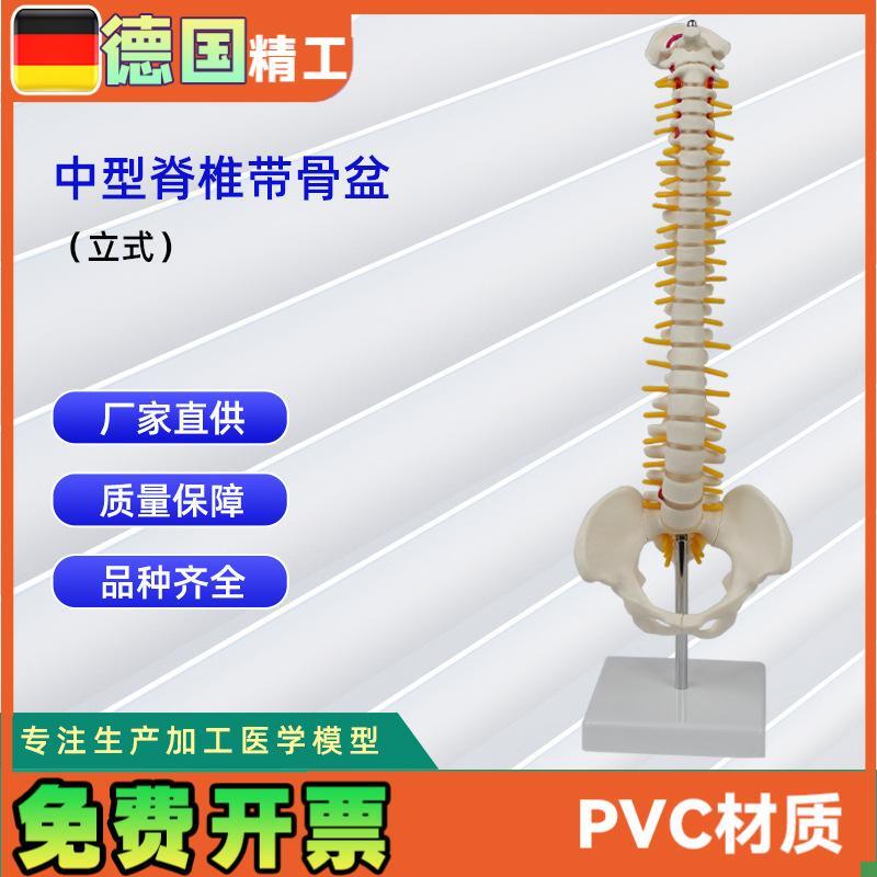 中型脊椎带骨盆(立式v)模型人体骨骼模型脊椎模型