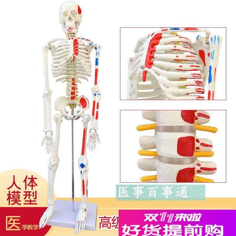 医用教学85CM人体骨骼模型神经C肌肉起止点骨架小针刀脊柱模型包