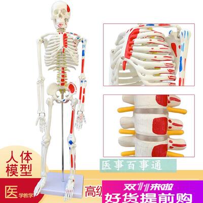 医用教学85CM人体骨骼模型神经C肌肉起止点骨架小针刀脊柱模型包