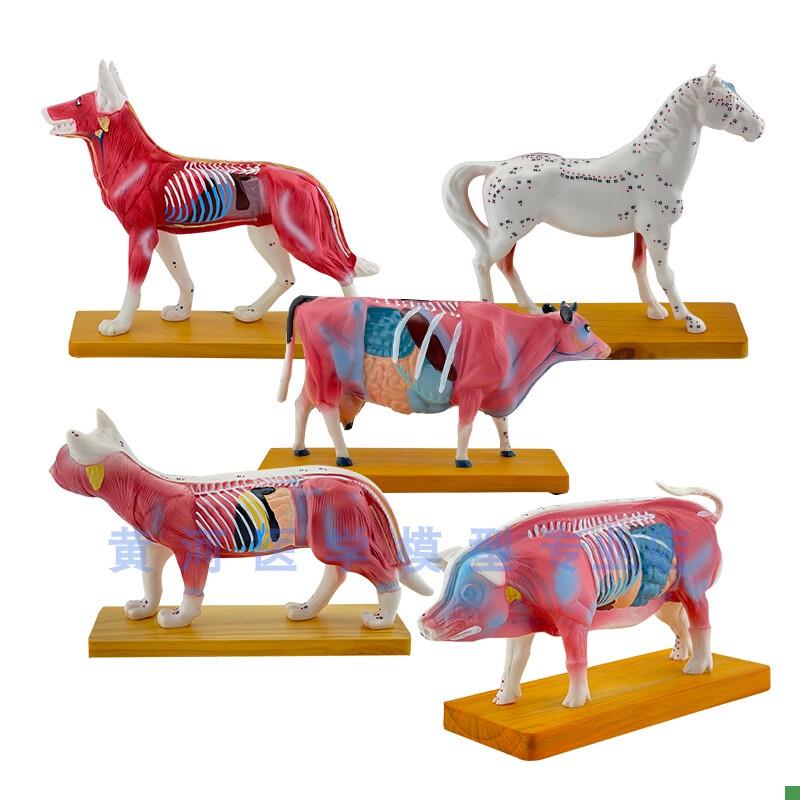 动物解剖模型针灸模型动物解z剖模型动物穴位针灸模型兽医教具