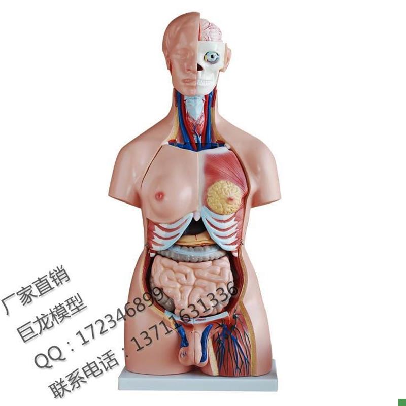 85CMb两性躯干模型40件/人体躯干模型/人体解剖模型/人体躯干解剖