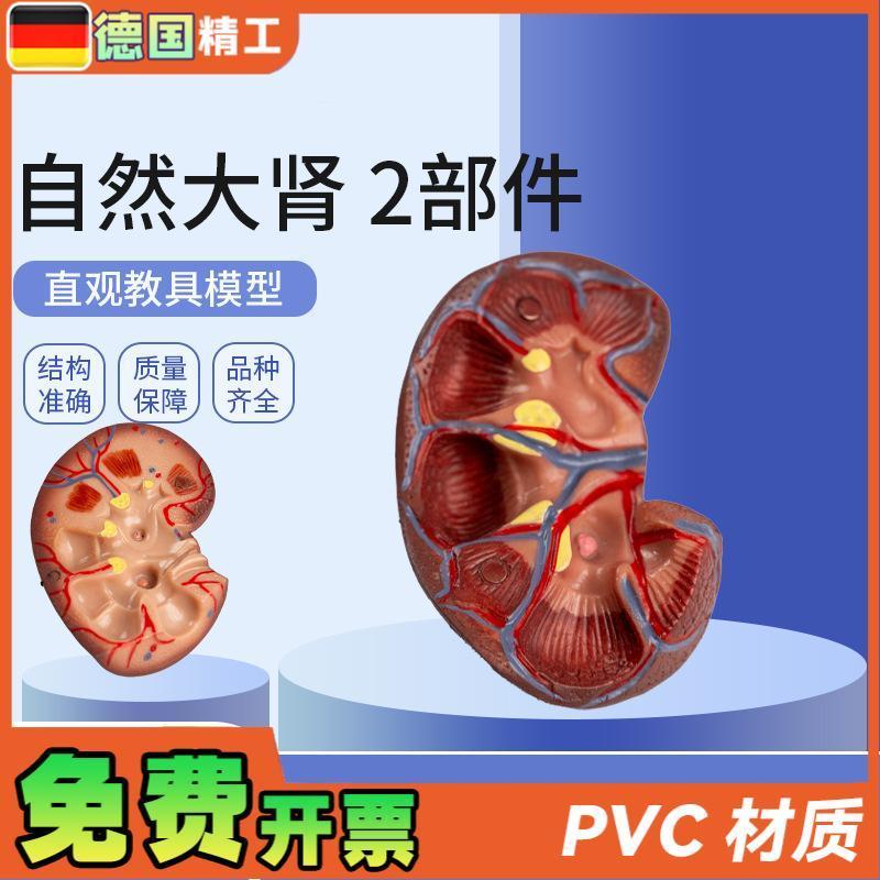 德国】自然大肾2部件肾脏模型人体内脏模型健康肾W自然大肾解剖