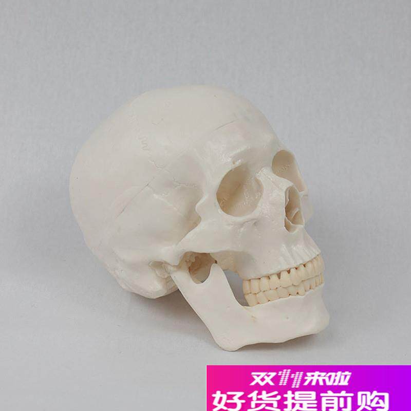 11标准仿真人体头骨头颅解x剖模型医学骨骼艺用模具可拆卸牙齿