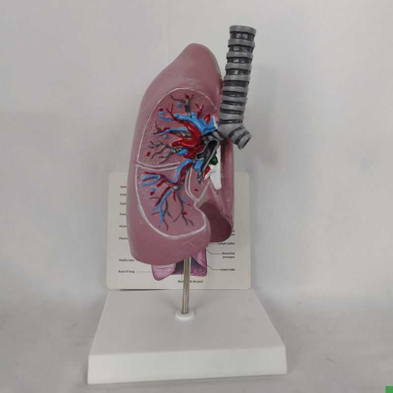 人体肺.气管解剖o模型器官肺解剖模型教学医用讲解标本