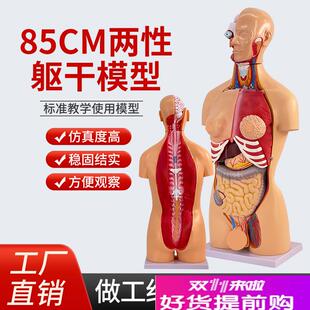 85CM两性f躯干模型23件人体解剖可拆内脏解剖躯干模型生殖可互换