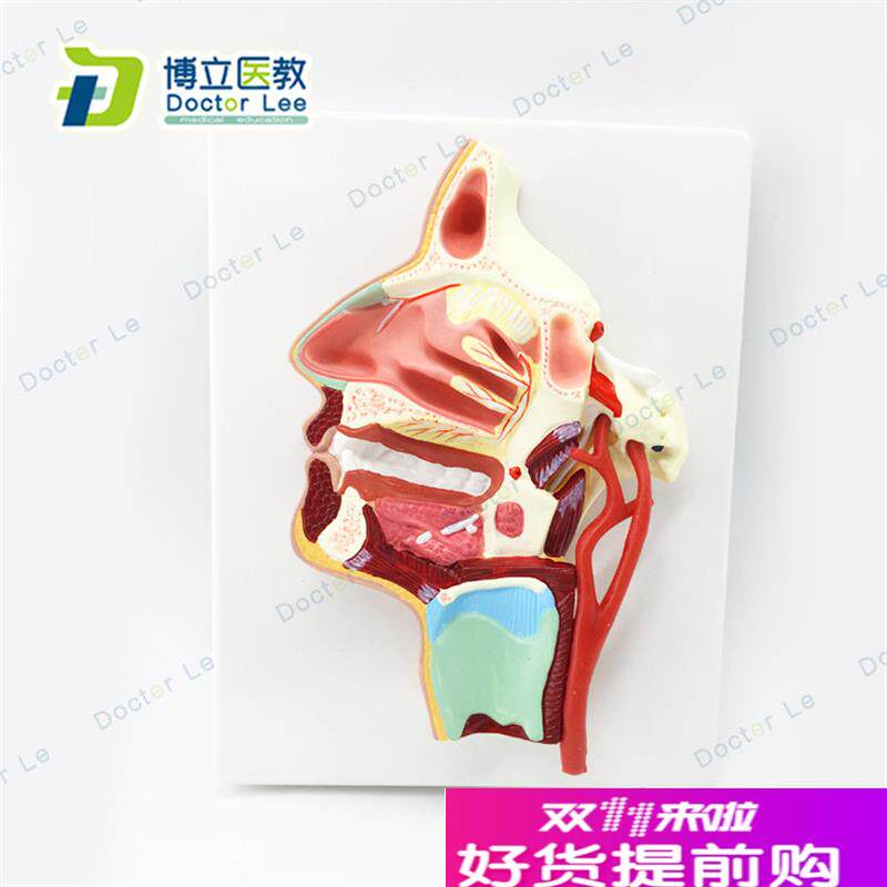医用口鼻咽喉内侧面血管B神经模型头面部鼻腔模型
