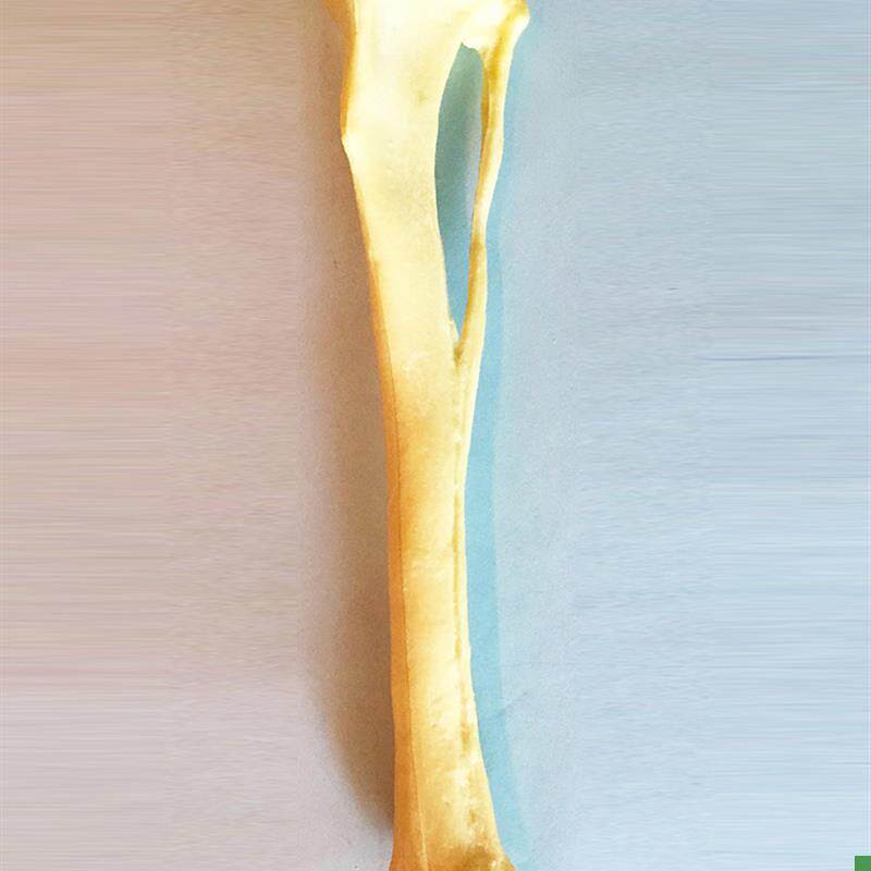 手术练习仿真骨狗胫骨腓骨模x型骨科狗骨架动物骨骼犬科宠物直销