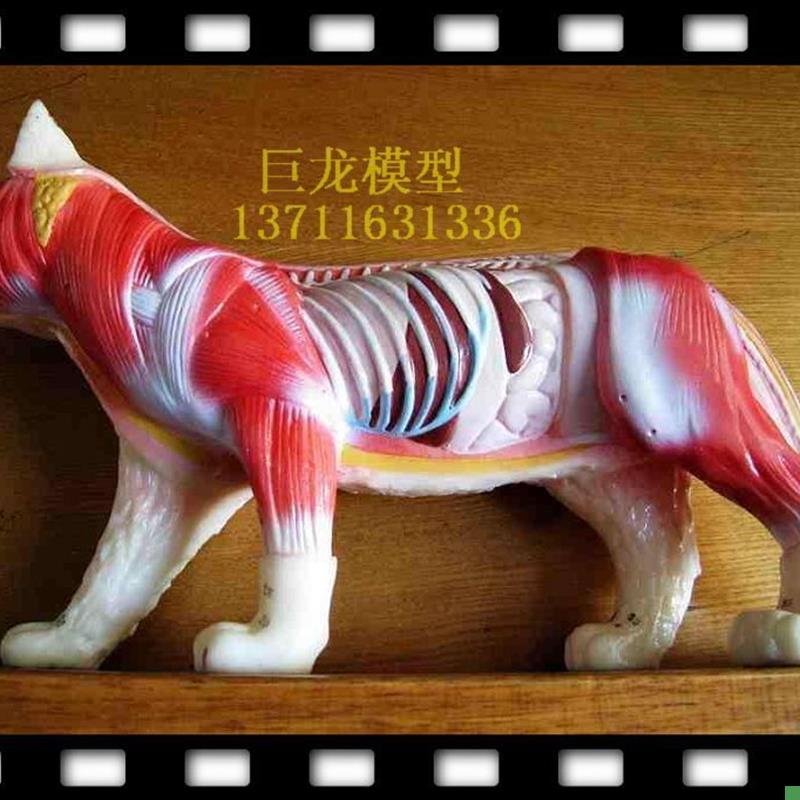 猫解剖猫针灸猫模型y教学模型动物标本模型