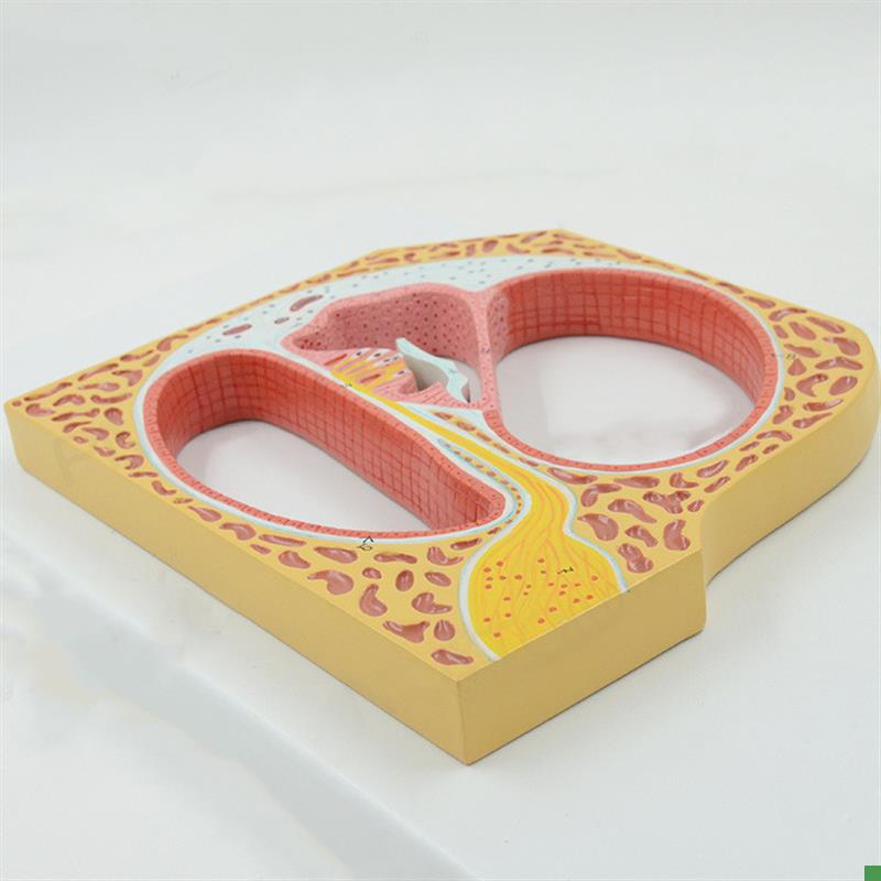 康泰模型人体耳朵内耳螺旋器听觉器官耳蜗放大Q声波感受器柯蒂氏