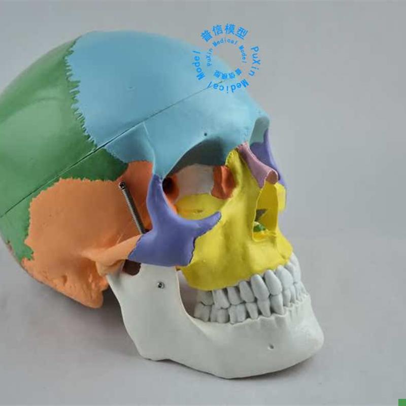 彩色头骨模型自然大彩色头颅骨H赠彩色说明教医用美用