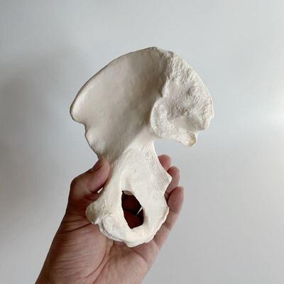 康泰骨骼模型人体髋骨仿真塑胶1比D1骨头模具骨盆散装医学解剖示