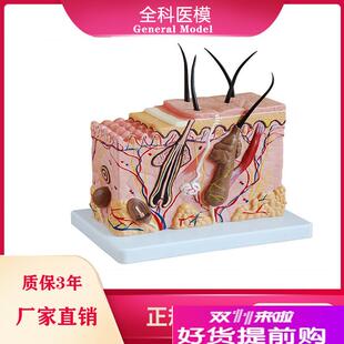 皮肤结构放大模型中型q组织层次立体构造微整形美容医教学模具