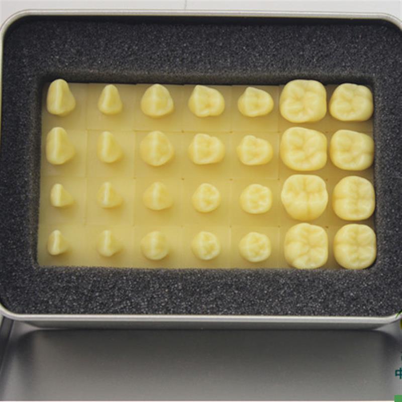 颐诺正品1.2倍雕牙r齿模型口腔齿科教学牙体解剖雕刻形态模型