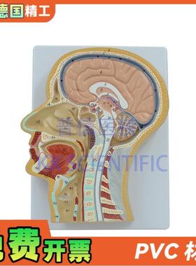 德国】PNT-1630头中切模型人脑头I剖面鼻腔解剖医学教用大脑构