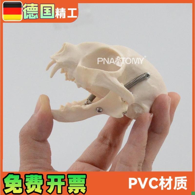 仿真猫咪头骨结构骨骼解剖模型医用宠物医Q院兽医教学展示教具