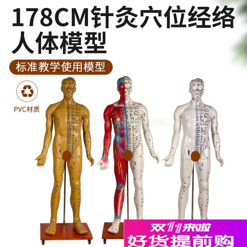 170178CM针灸穴位人体经络模型人中医按摩全身铜X人皮人络通图