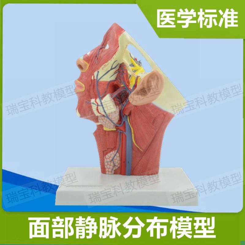 面部静脉分布模型颈部肌肉血x管神经美容整形解剖教学局部麻醉教