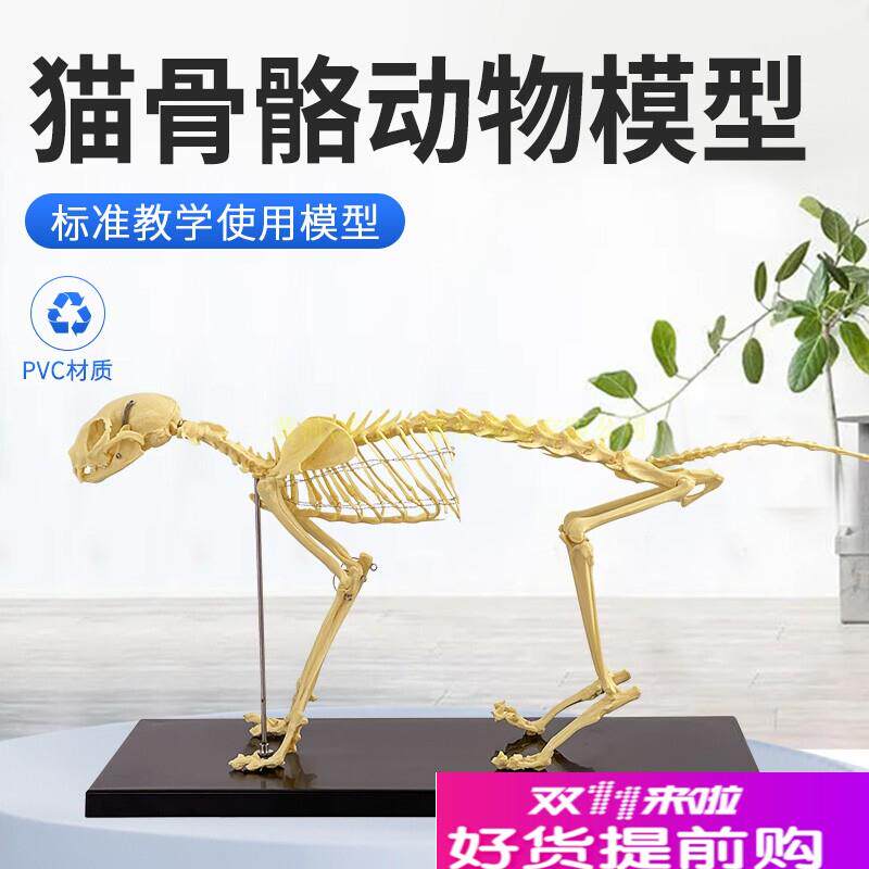 宠物骨科器械g狗骨骼标本模型动物狗猫犬教学骨架骨头骨骼模型