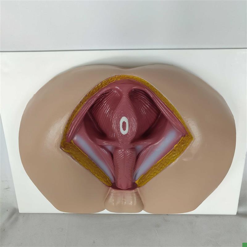 男性会阴模型会阴解剖模型男y科构造解剖模型男性生殖器官解剖模