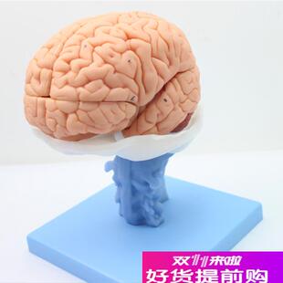ENOVO医学h人体大脑解剖模型脑干脑室间脑小脑模型神经科系统模型