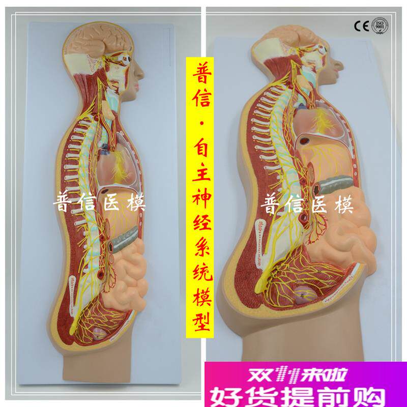 自主神经系统模型全身交感神经器官眼肠解剖医.学教学展示