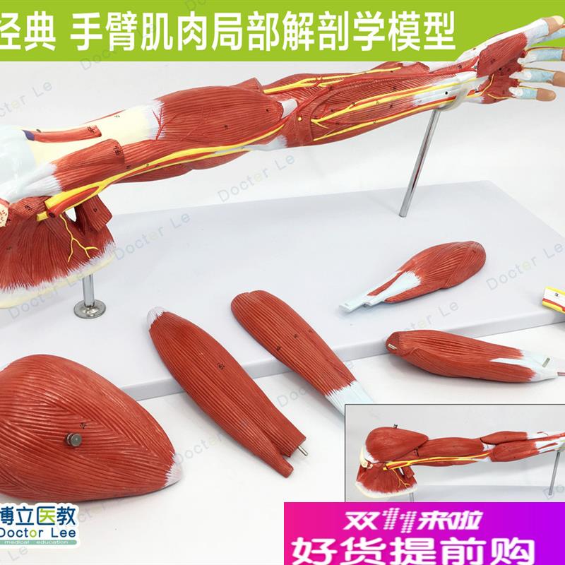 手臂肌上肢肌f肉解剖血管神经人体运动系统模型手肌肉模型医用美