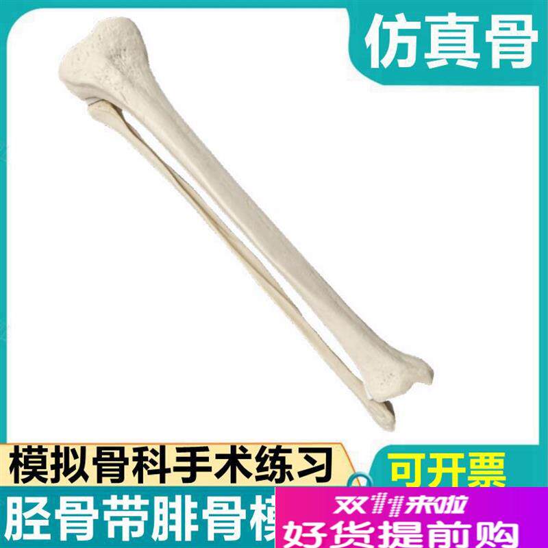 人工假骨头模型骨髓腔髓内t钉练习松质皮质骨四肢胫骨腓骨钻孔固