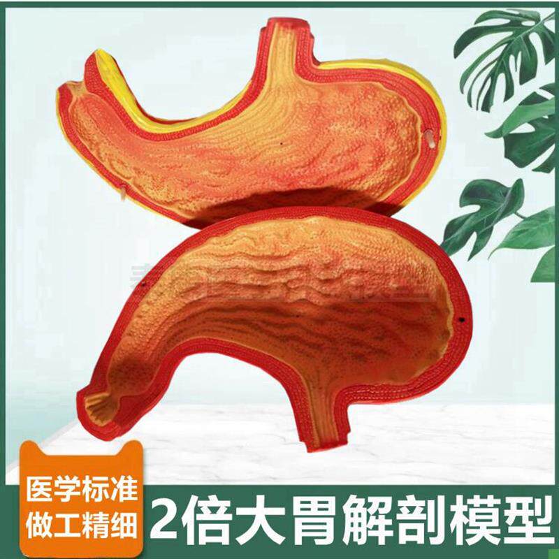 人体胃解剖模型2倍大拆卸胃壁粘膜D消化器官病理临床教学医患礼品