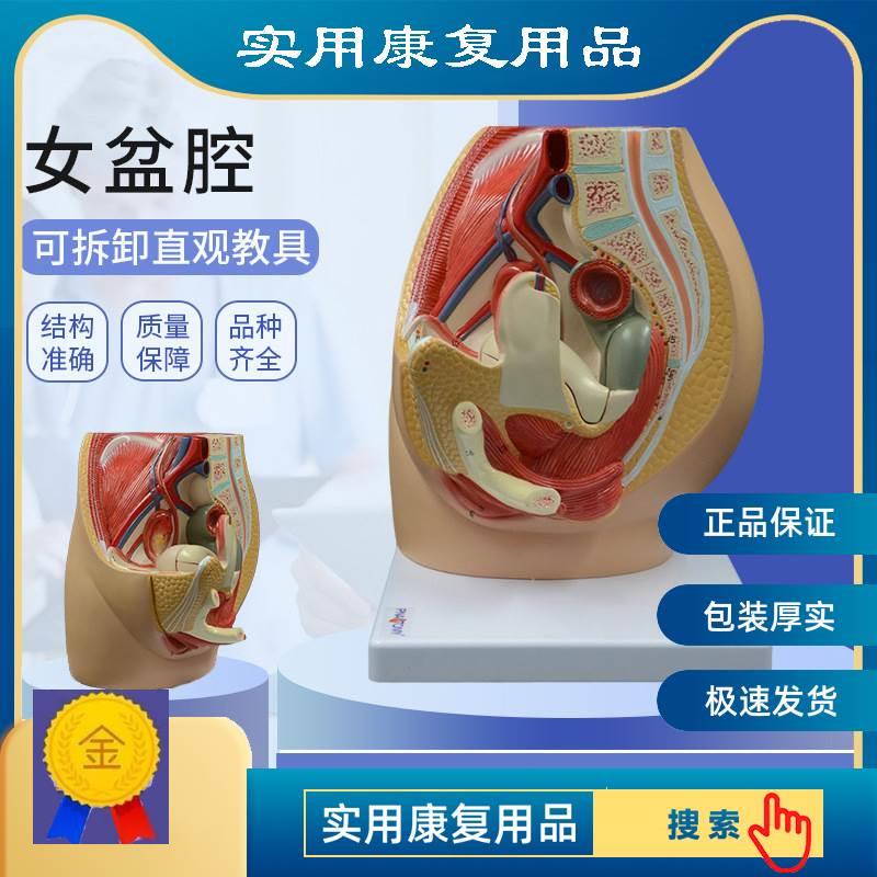 专业女性骨盆及盆底肌模型 子宫模型 盆骨模型 分娩教学模型 妇科