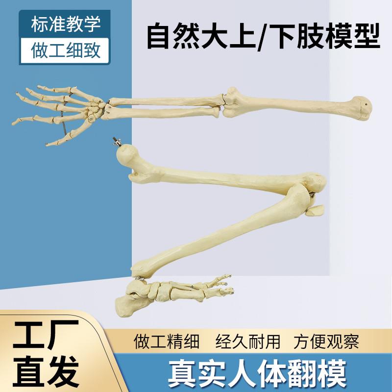 自然大人体上肢下k肢骨骼模型成人手臂肱骨尺桡骨1比1手骨手掌脚