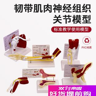 人体关节附肌肉模型盂肱关节肩锁E关节肩峰结构膝关节肌肉解剖