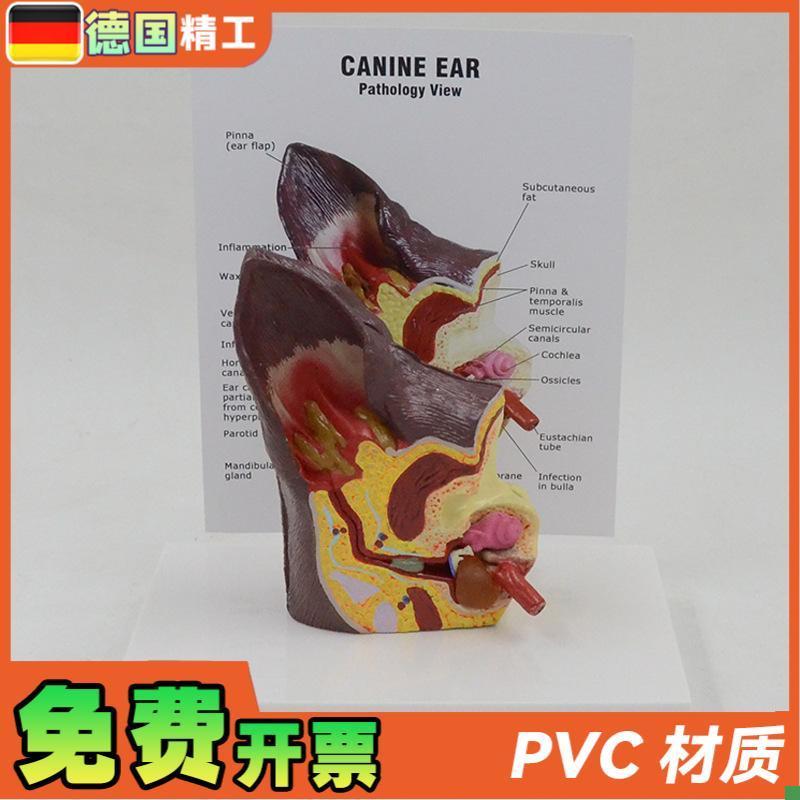 德国狗耳朵解剖模型犬科宠物z医院教学展示用品礼品动物解剖