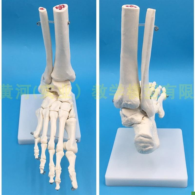 人体脚关节模型脚骨脚部q骨骼结构造模型足部踝关节无韧带腓骨趾