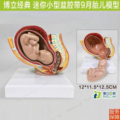 正品医用人体女性盆腔带胎儿模型 盆腔模型骨盆带胎儿分娩模型